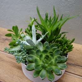 Mixed succulent arrangement in a white bowl planter