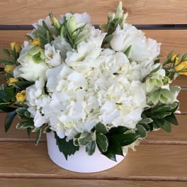 White hydrangea arrangement with yellow spray roses in a white box