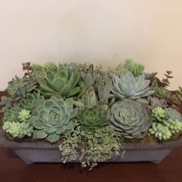Rectangular planter filled with assorted succulents on a table