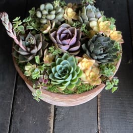Round terracotta pot filled with assorted succulents in green, purple, and yellow tones