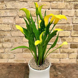Yellow calla lilies in a white pot