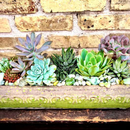 Rectangular planter filled with assorted succulents and pebbles