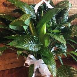 Basket of glossy green peace lily plants tied with white ribbon