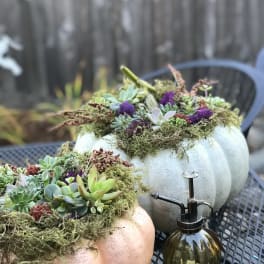 Two succulent-filled pumpkins sit on an outdoor table beside a glass mister.