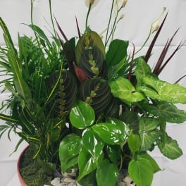 Mixed potted plant arrangement with white spathes and glossy green foliage