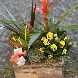 Succulent arrangement with yellow blooms in a wooden box
