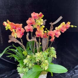 Orange orchid arrangement in a white planter with succulents