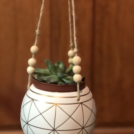 Small succulent in a hanging white planter with bead accents