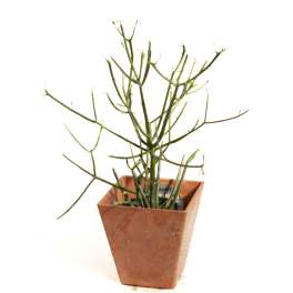 Potted succulent with thin branching green stems in a square terracotta planter