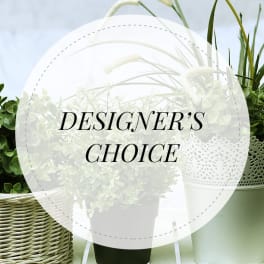 White floral arrangement in a pot with green foliage and a "Designer’s Choice" overlay