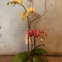 Potted orchid arrangement with yellow and pink blooms