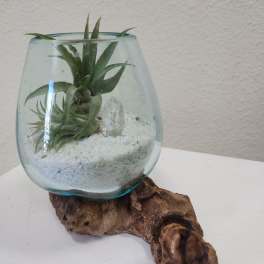 Small air plants in a glass bowl on a wood base
