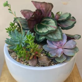 Succulent arrangement in a white bowl planter with pebbles