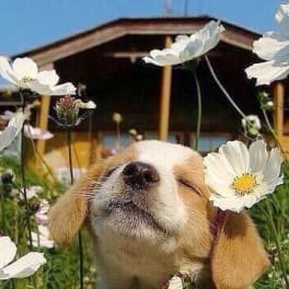 Puppy sitting among white daisies outdoors