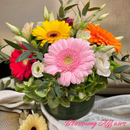 Bloom1229