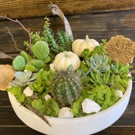 Contemporary succulent and cactus fall Zane bowl