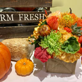 Pumpkin Patch