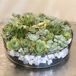 Low glass bowl garden filled with assorted green succulents over white stones