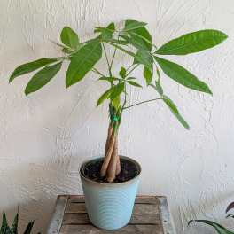 Money Tree 6 inch