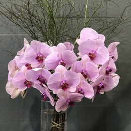Pink orchids arranged in a tall glass vase with decorative stones