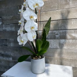 White orchid plant in a white pot with broad green leaves