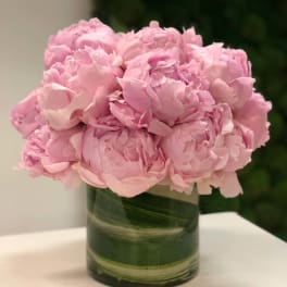 Round arrangement of light pink peonies in a clear cylinder vase with green leaf wrap.