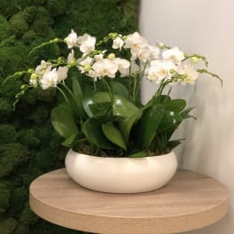 White phalaenopsis orchid plant with glossy green leaves in a low white bowl planter