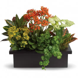 Stylish Plant Assortment