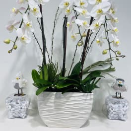 White orchid arrangement in a textured white planter with two small bird decorations