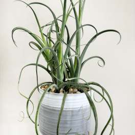 Potted curly-leaf plant in a gray ceramic pot
