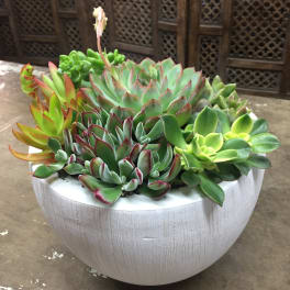 Succulent arrangement in a white bowl planter