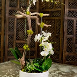 White orchids arranged in a white pot with driftwood and succulents
