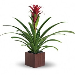 Teleflora's Bromeliad Beauty