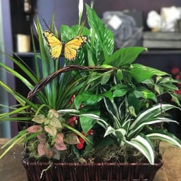 Basket of assorted green houseplants with a butterfly decoration