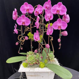 Pink orchids arranged in a white planter with succulents