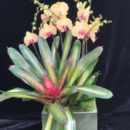 Orchid arrangement with peach blooms and variegated tropical leaves in a square planter