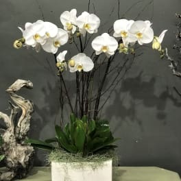 White orchids in a rectangular white planter with green foliage