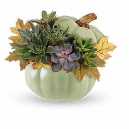Succulent arrangement in a pale green pumpkin-shaped container