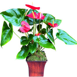 Pink anthuriums in a square wooden planter