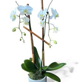Potted white orchid arrangement in a light blue ribbed pot