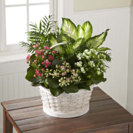 White basket planter with green foliage and small pink and white flowers