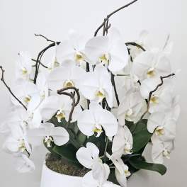 Luxe Waterfall Orchid