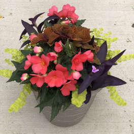 Pink flowers in a gray pot with dark purple and lime green foliage