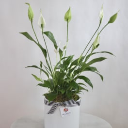 White peace lily plant in a white pot with a striped ribbon