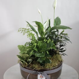 Potted green plant arrangement with white peace lilies in a brown bowl