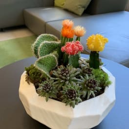 Succulent and cactus arrangement in a white ceramic planter