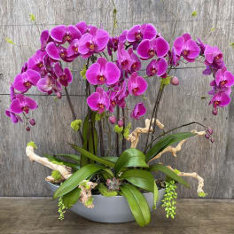 Magenta orchid arrangement in a gray bowl planter