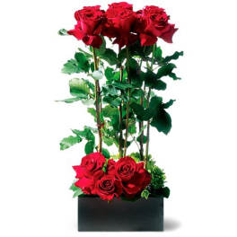 Tall arrangement of red roses on long stems in a rectangular black box.
