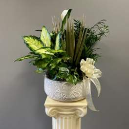 White potted plant arrangement with a ribbon bow