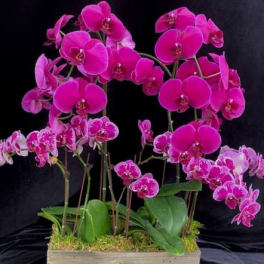 Pink orchids arranged in a rectangular wooden planter